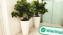 के लिए एक यात्रा JFD Bank साइप्रस में -- कार्यालय की पुष्टि अस्तित्व में है